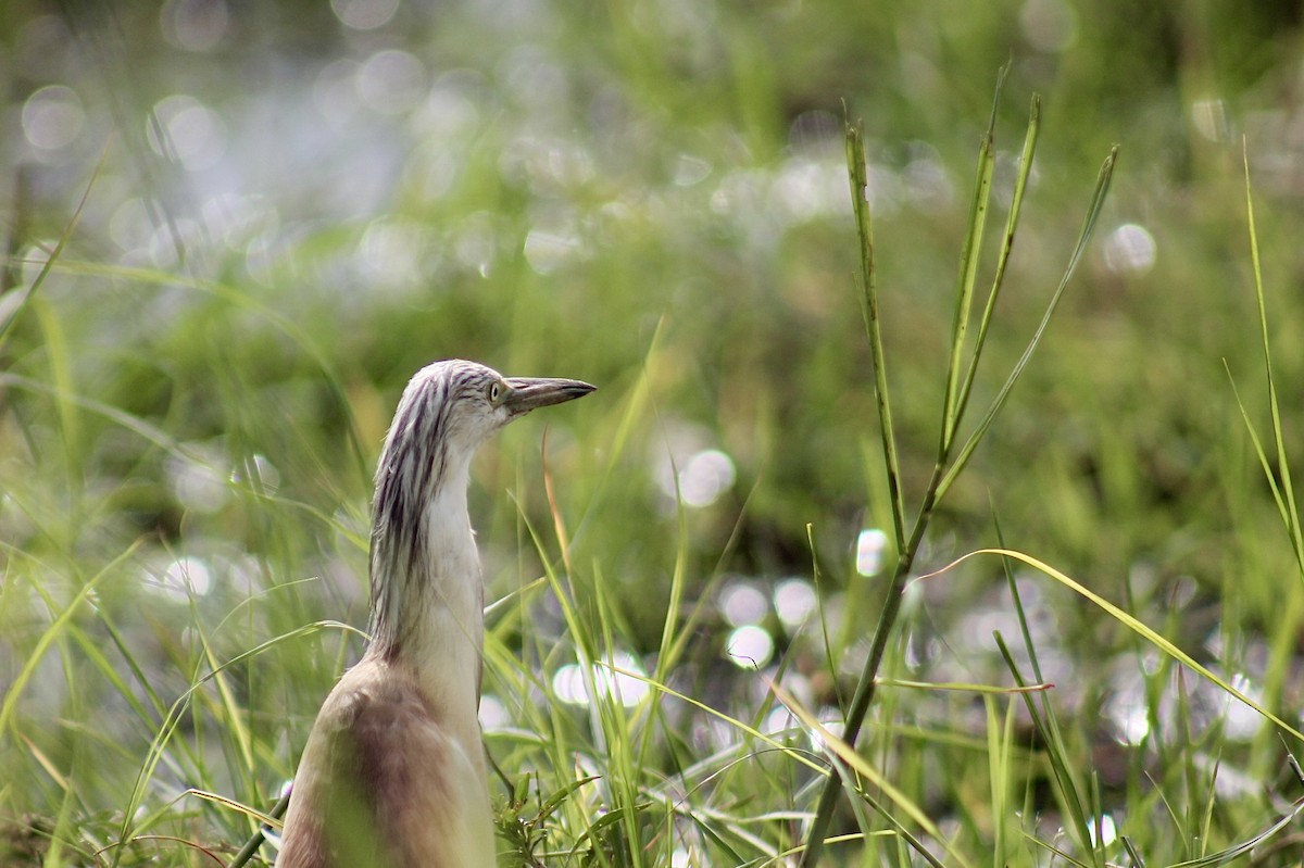 Squacco Heron - ML617827702