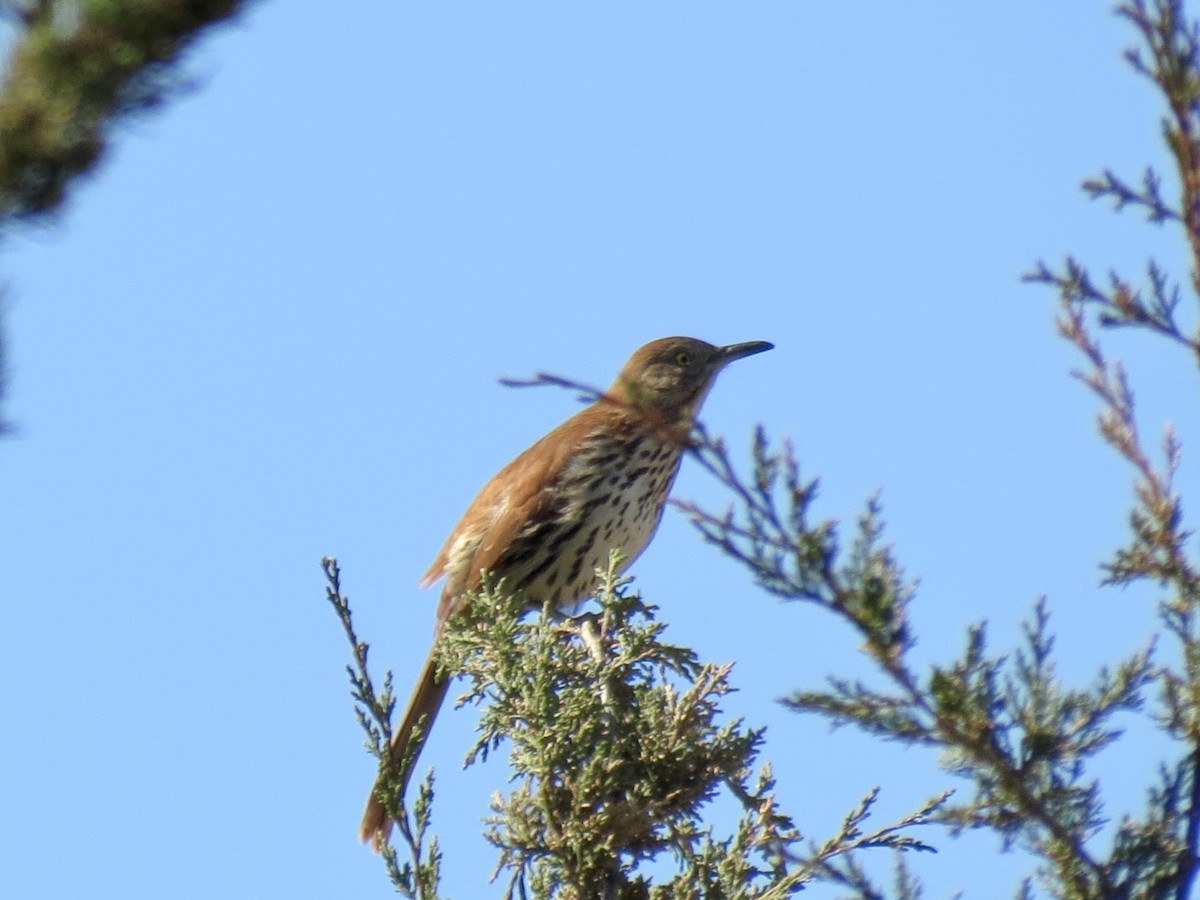 Brown Thrasher - ML617827705