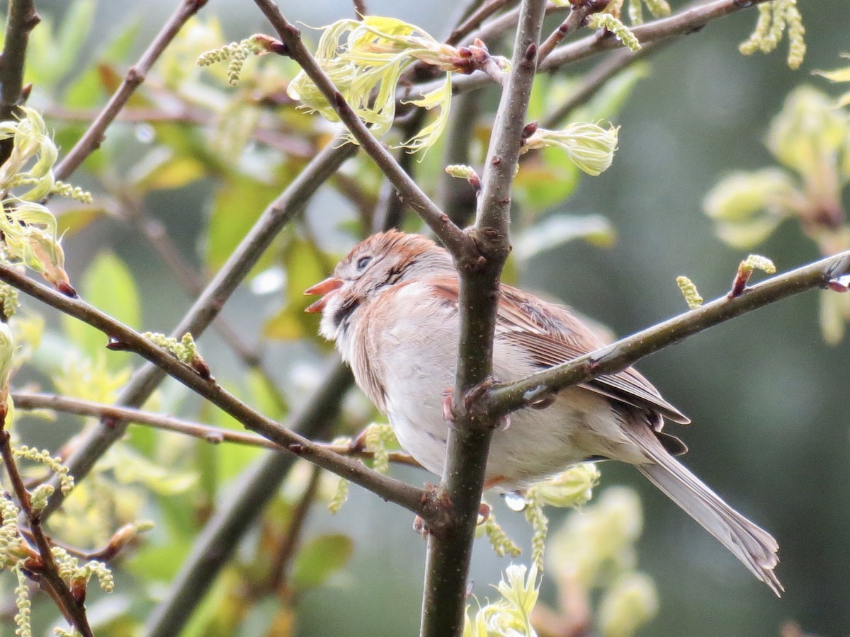 Field Sparrow - ML617827715