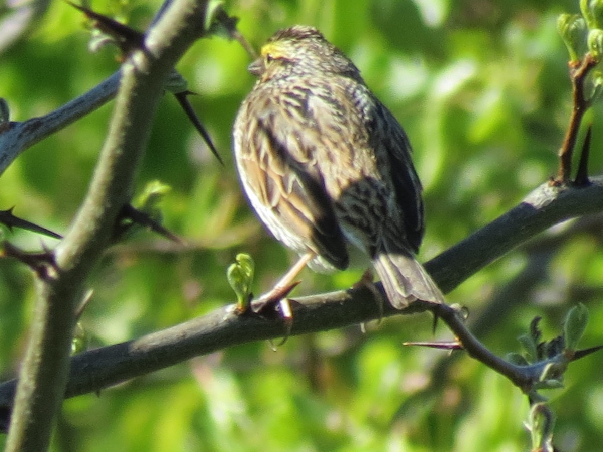 Savannah Sparrow - ML617827719