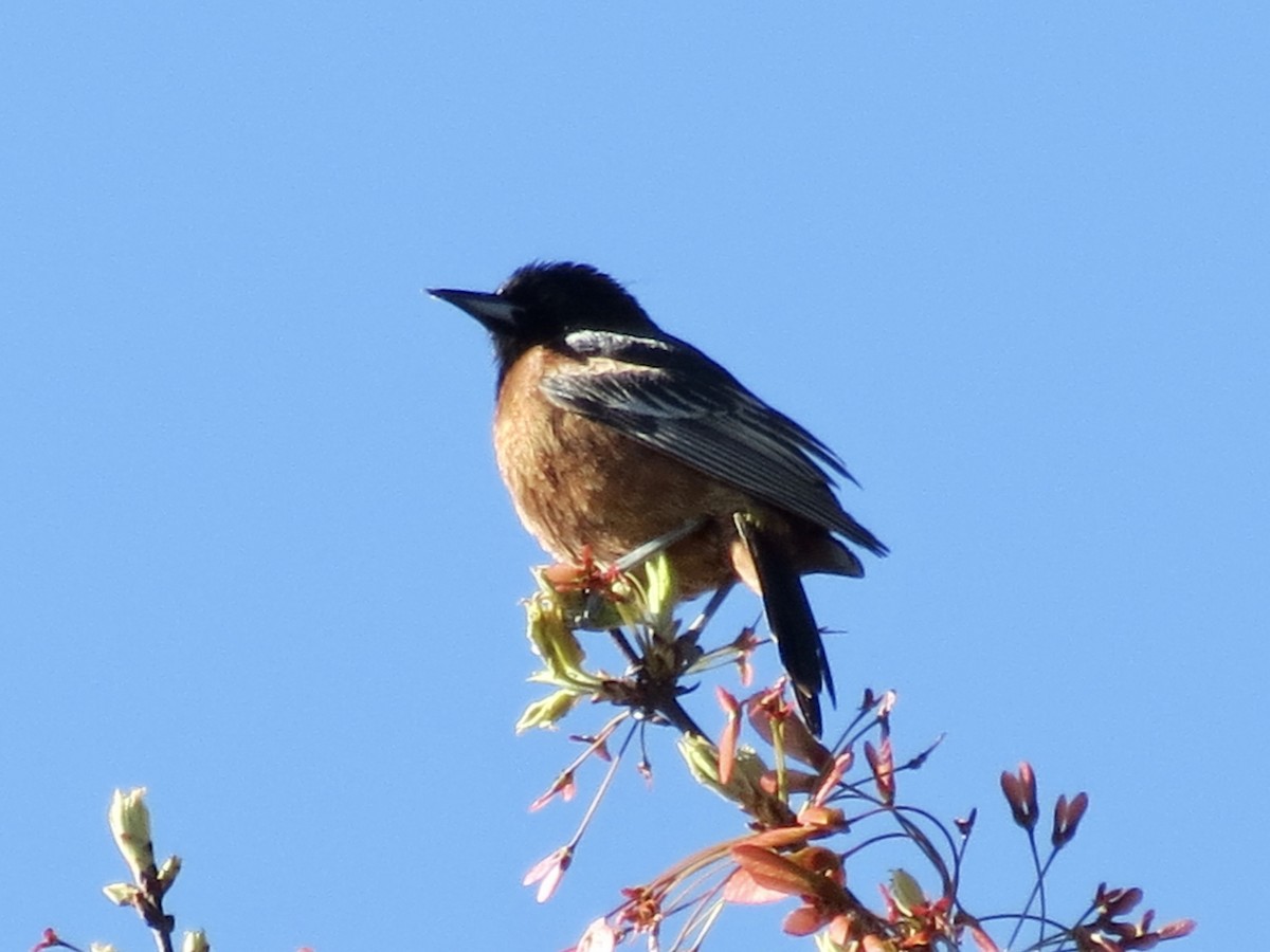 Orchard Oriole - ML617827731