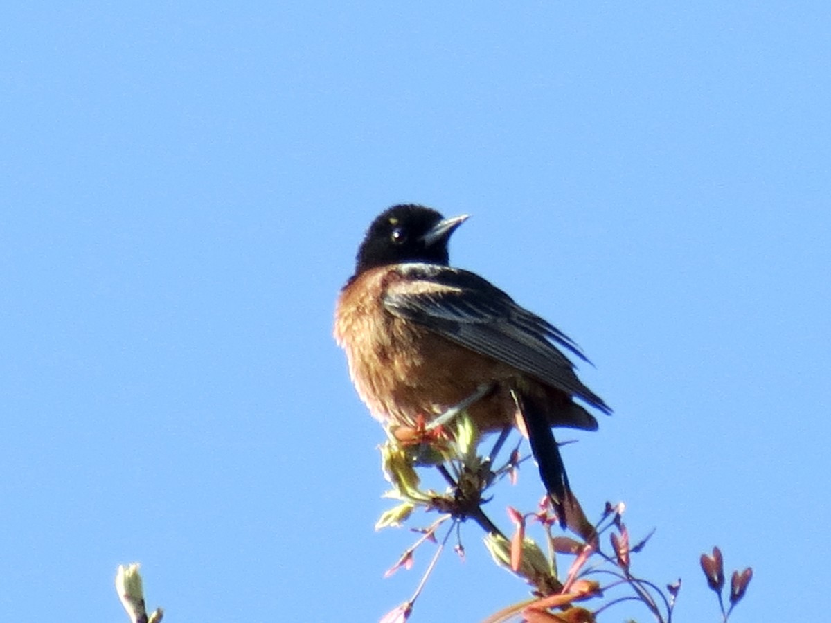 Orchard Oriole - ML617827732