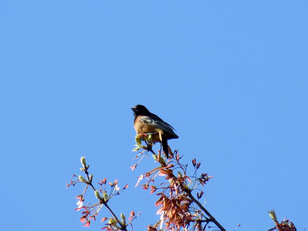 Orchard Oriole - ML617827733