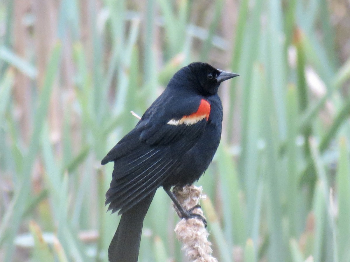 Red-winged Blackbird - Frank Durso