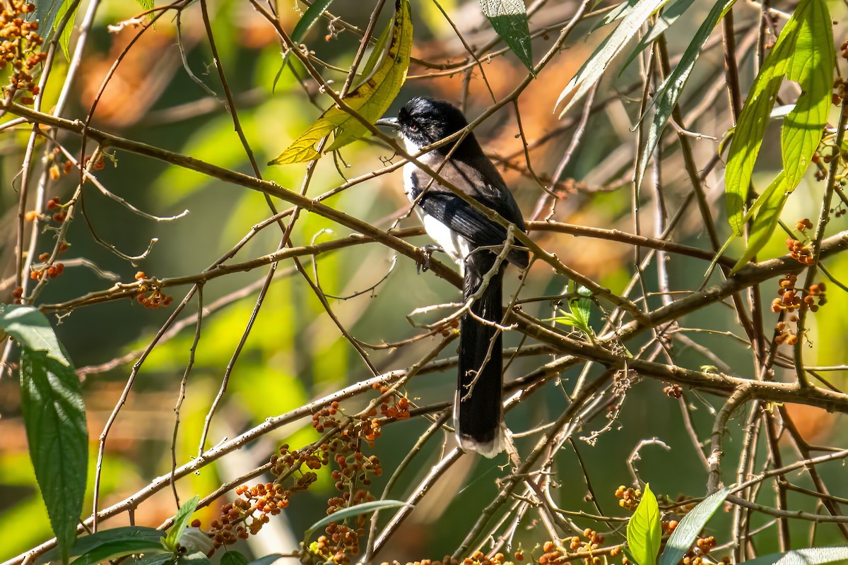 Black-backed Sibia - ML617827741