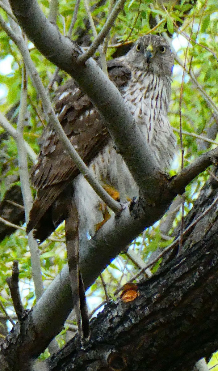 Cooper's Hawk - ML617827765