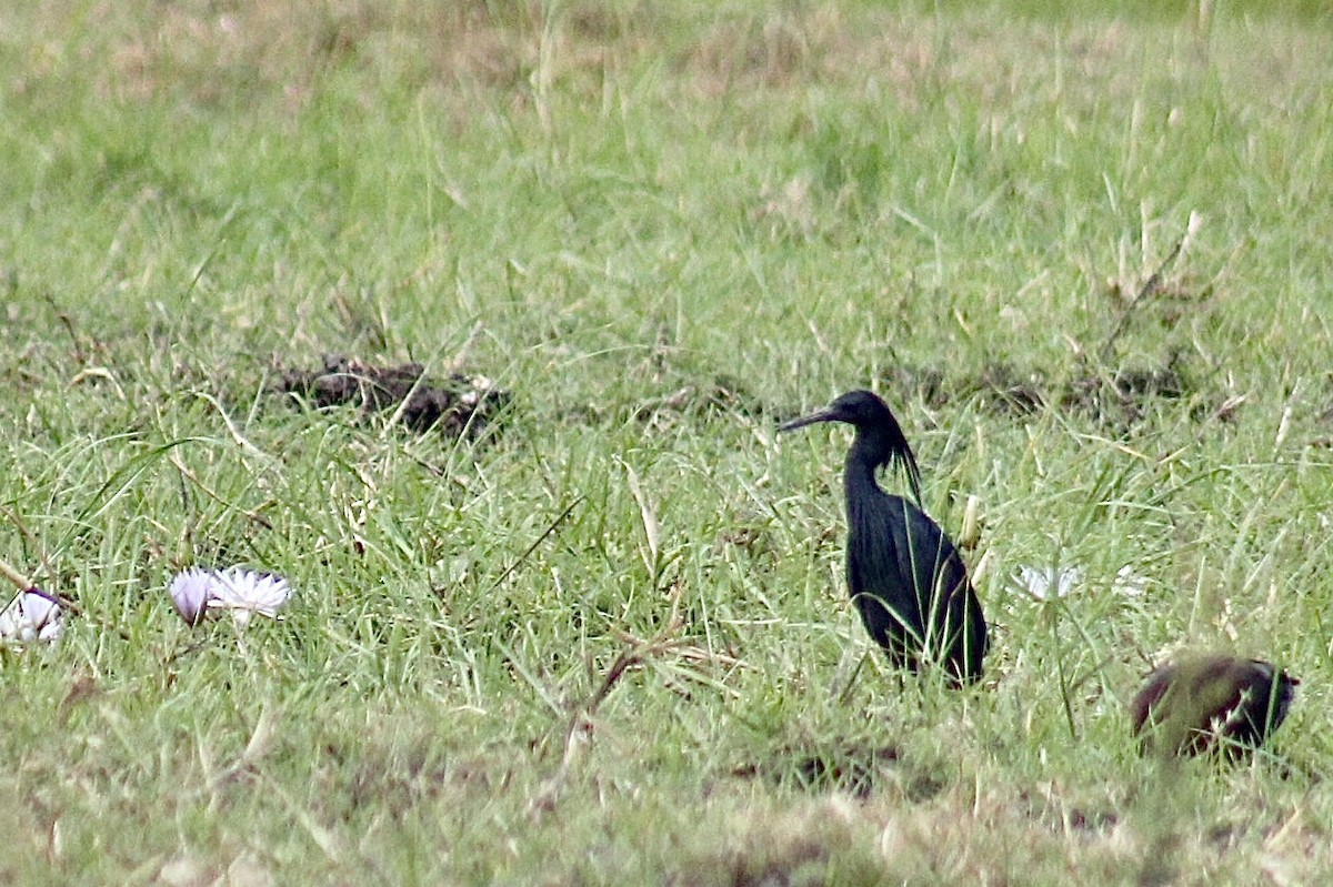 Black Heron - Ella Seifert