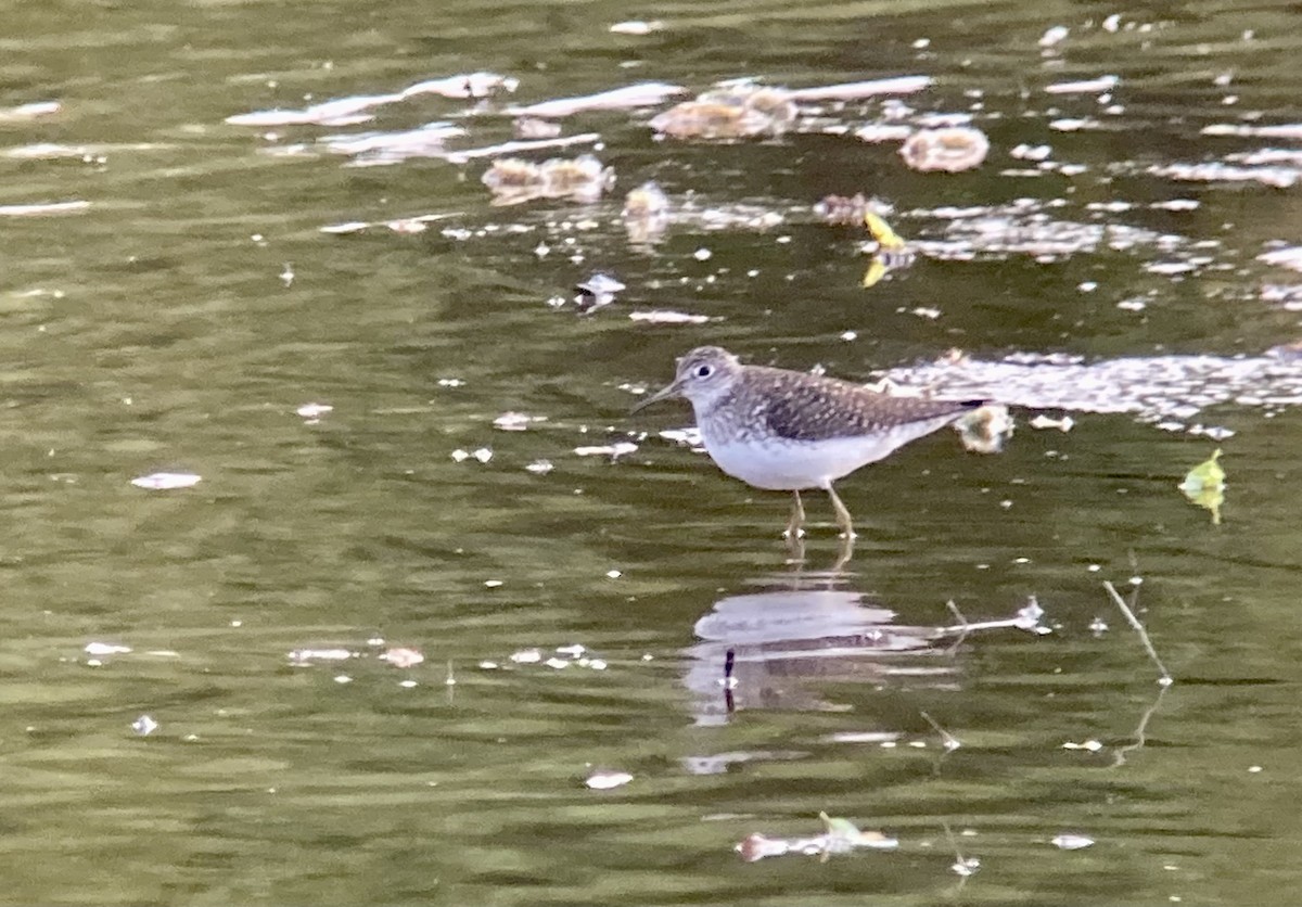 Solitary Sandpiper - ML617827813