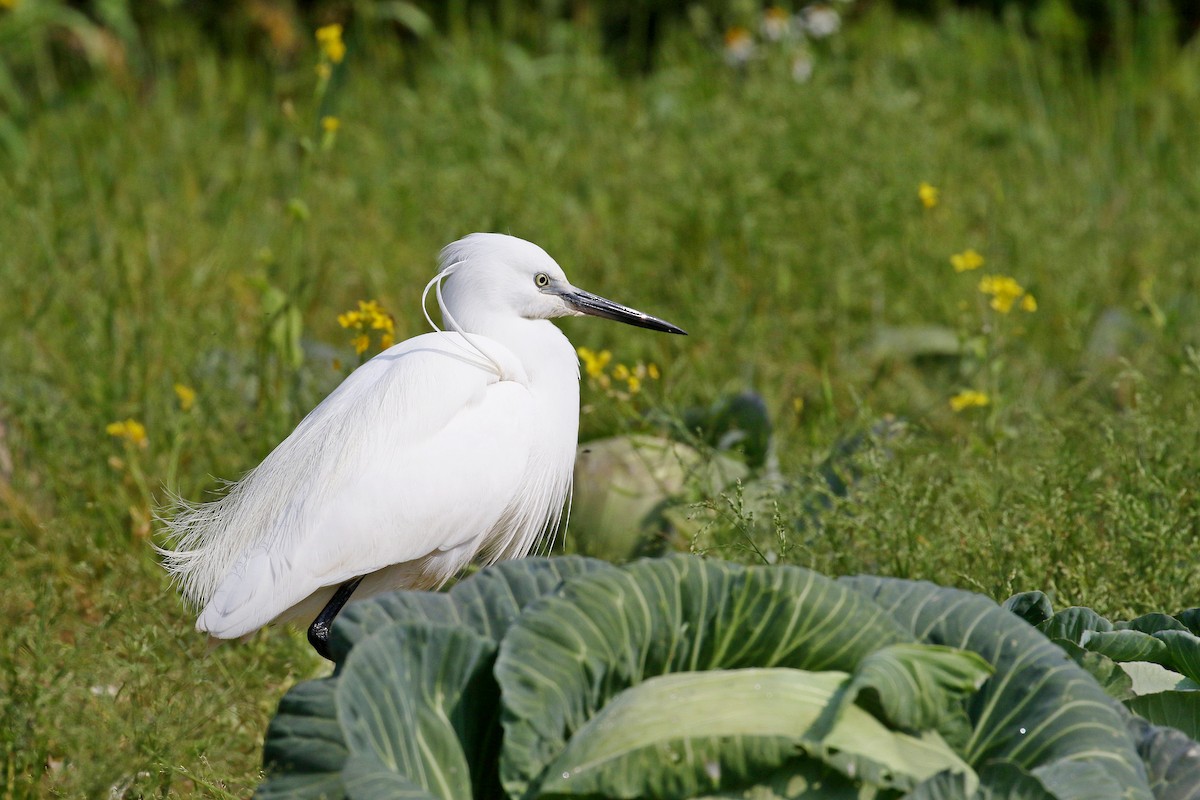 Little Egret - ML617827827