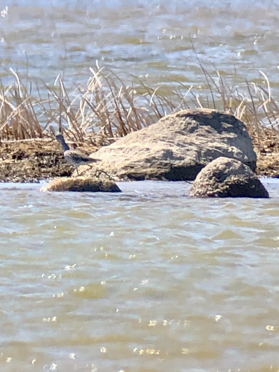 Greater Yellowlegs - ML617827849