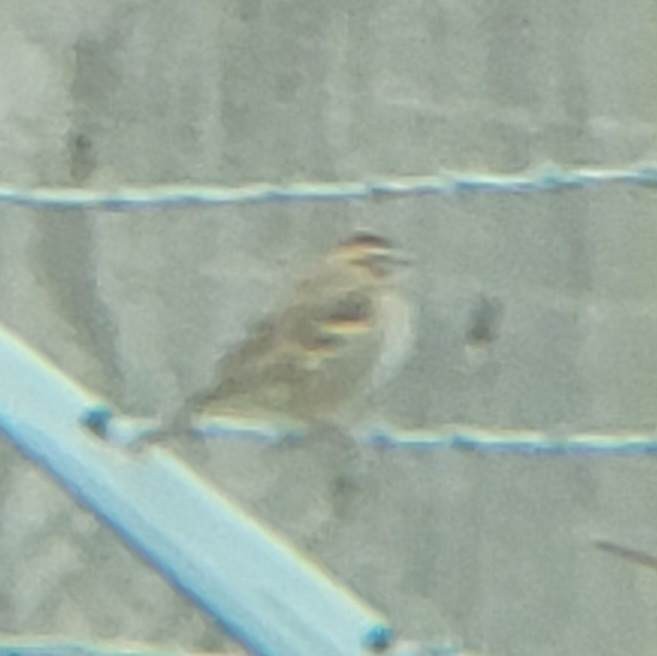 Lark Sparrow - ML617827865