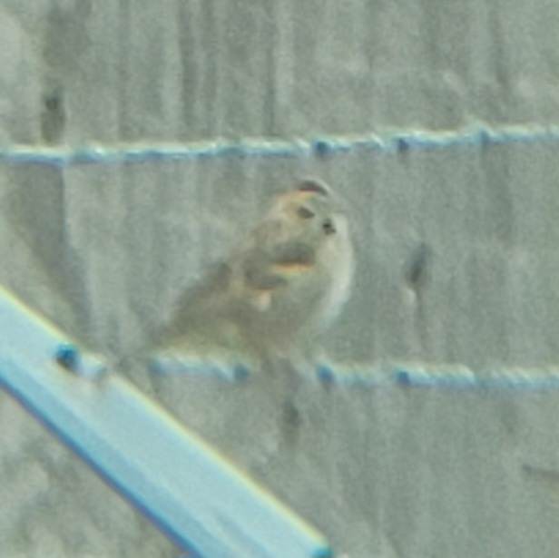 Lark Sparrow - ML617827868