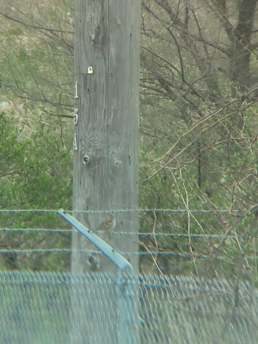 Lark Sparrow - ML617827869