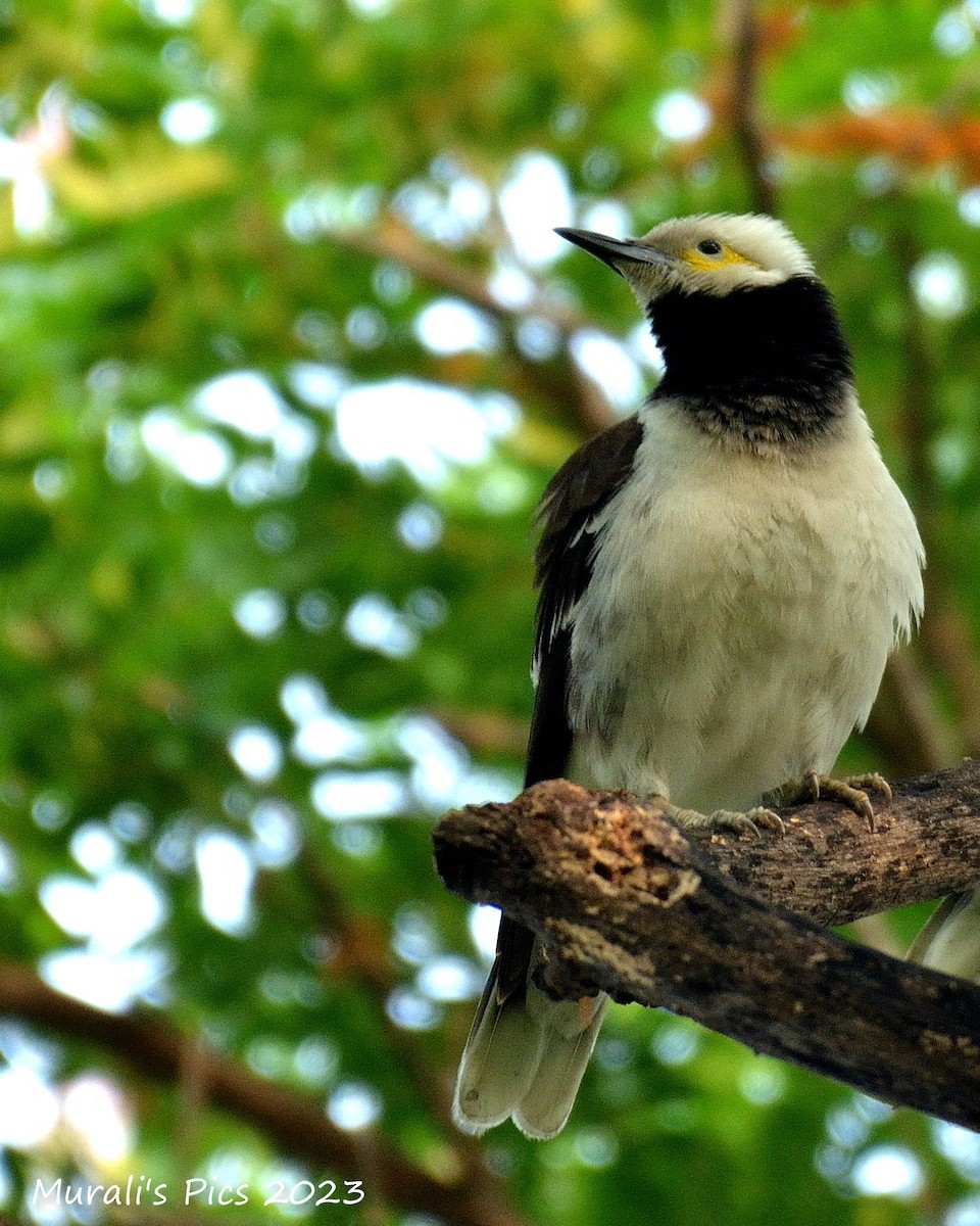 Black-collared Starling - ML617827872