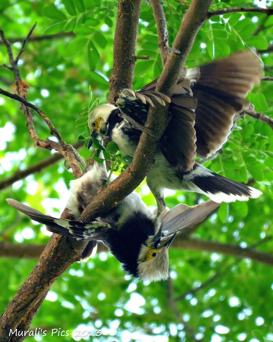 Black-collared Starling - ML617827873