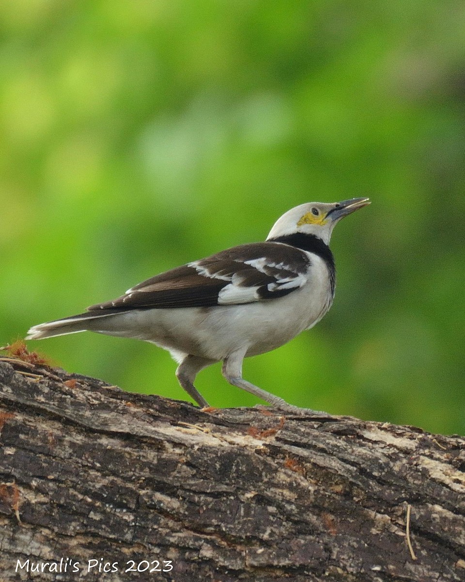 Black-collared Starling - ML617827874