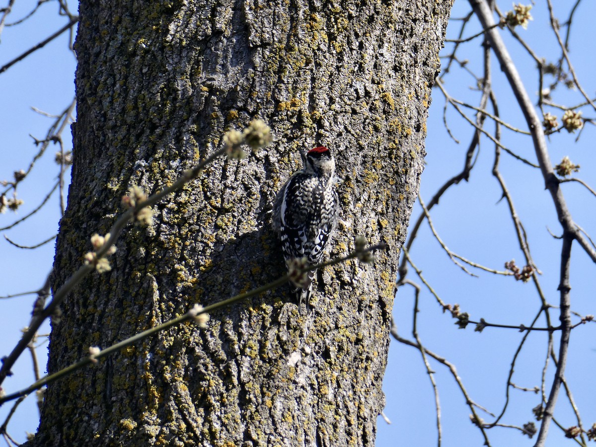 Yellow-bellied Sapsucker - ML617827880