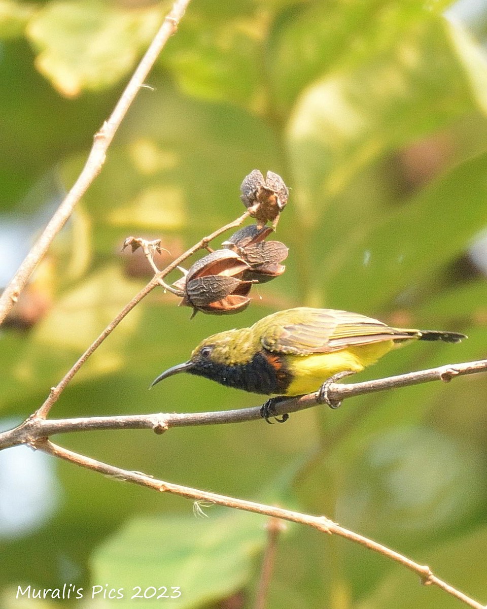 Nectariniidae sp. (sunbird sp.) - ML617827904