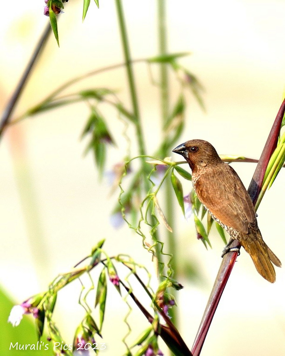 Scaly-breasted Munia - ML617827909