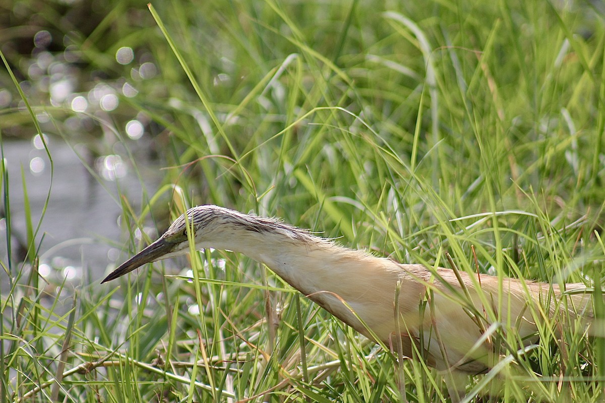 Squacco Heron - ML617827947