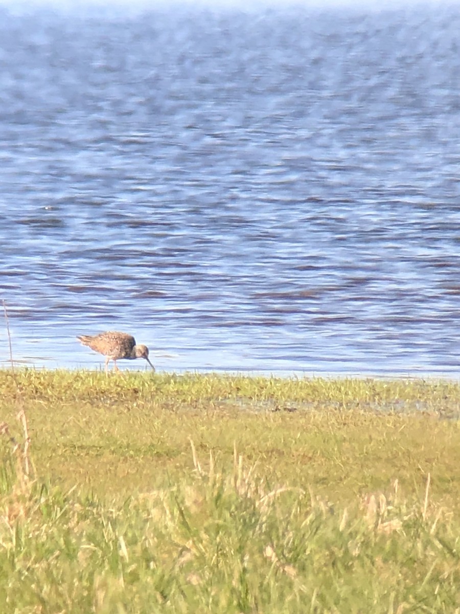 Greater Yellowlegs - Marilyn Ohler