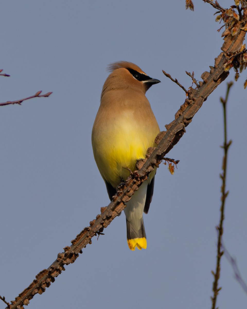 Cedar Waxwing - ML617827972