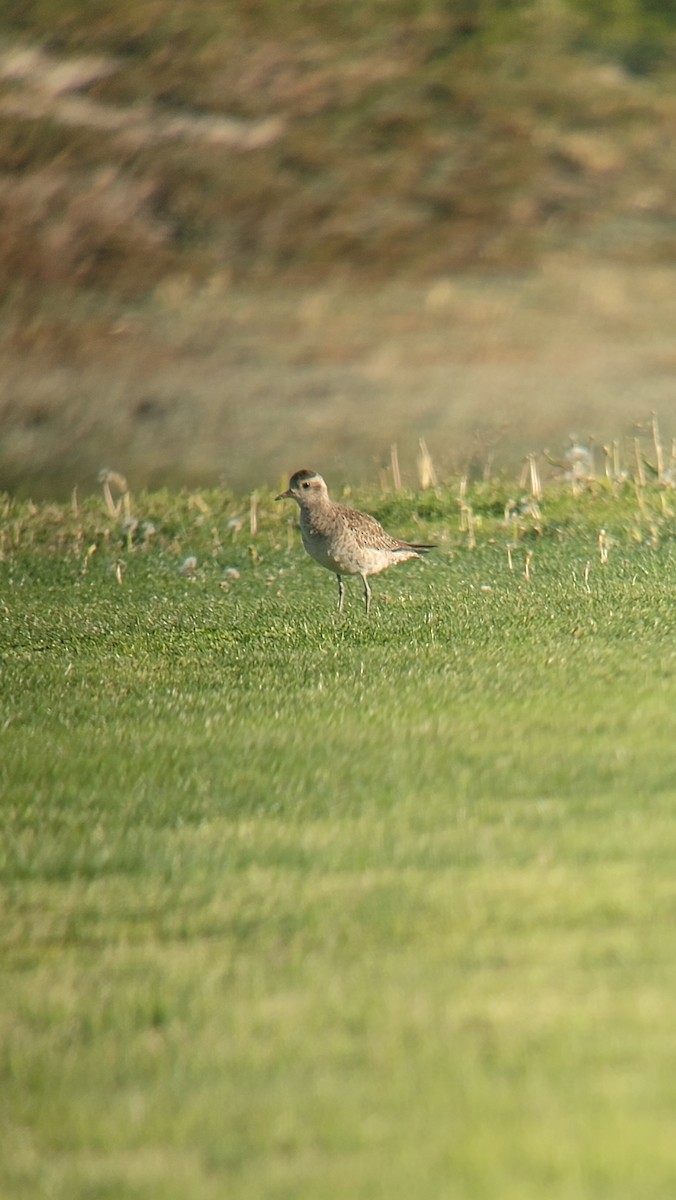 American Golden-Plover - ML617827973