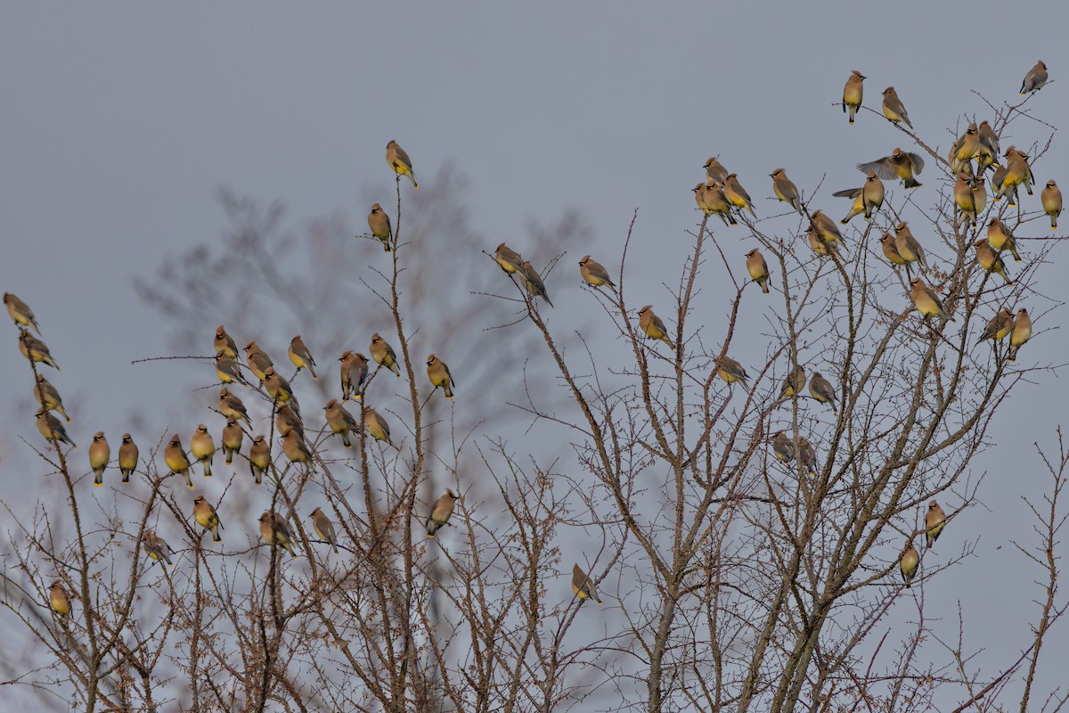 Cedar Waxwing - ML617827974