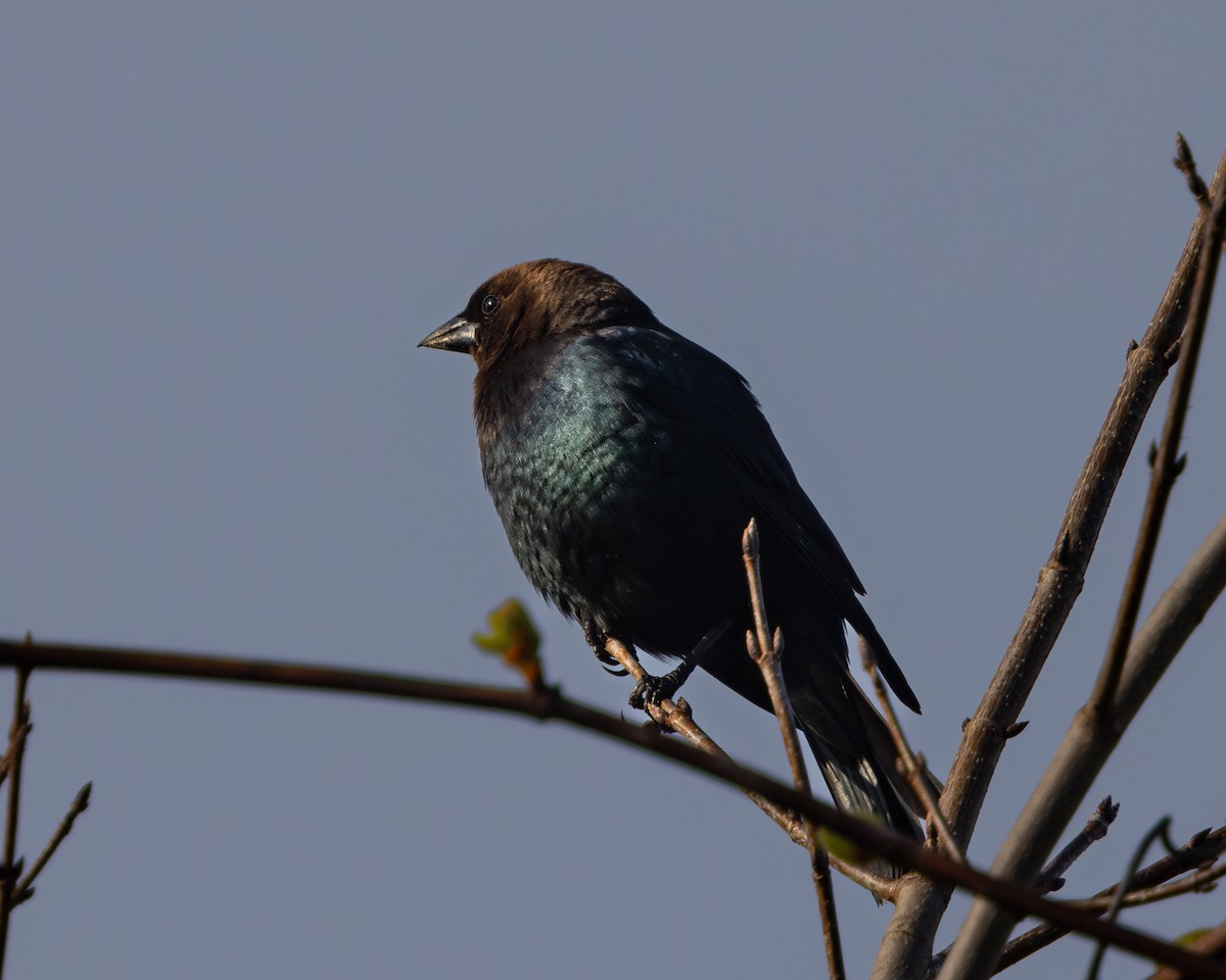 Brown-headed Cowbird - Todd Dixon