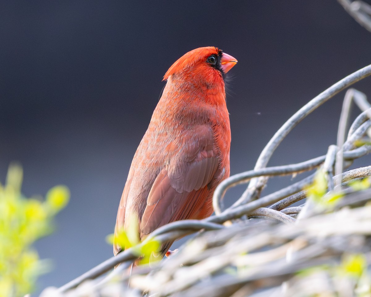 Cardinal rouge - ML617827988