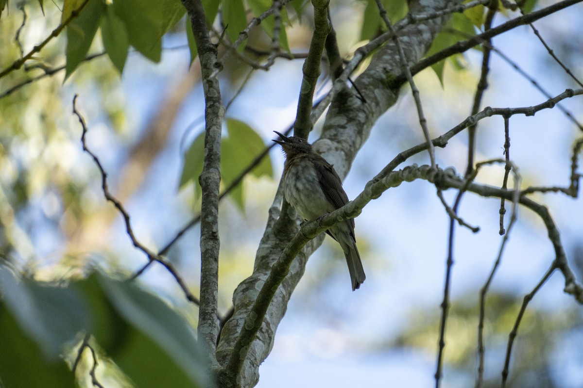 Philippine Bulbul - ML617827999