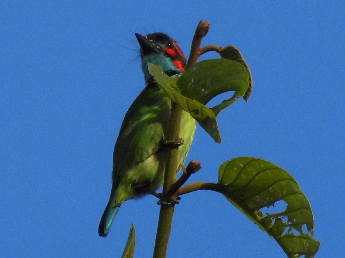 Black-eared Barbet - ML617828035