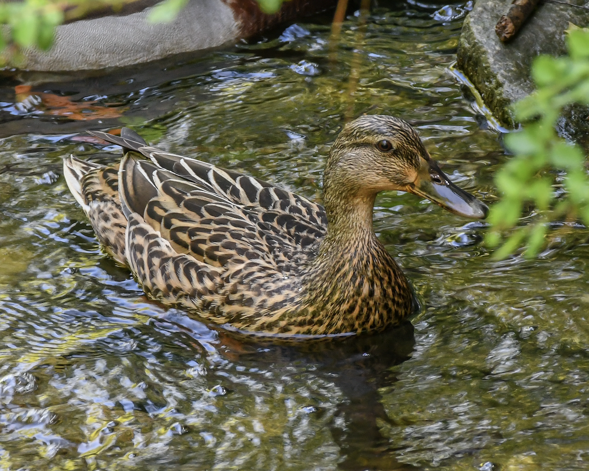 Ánade Azulón - ML617828037