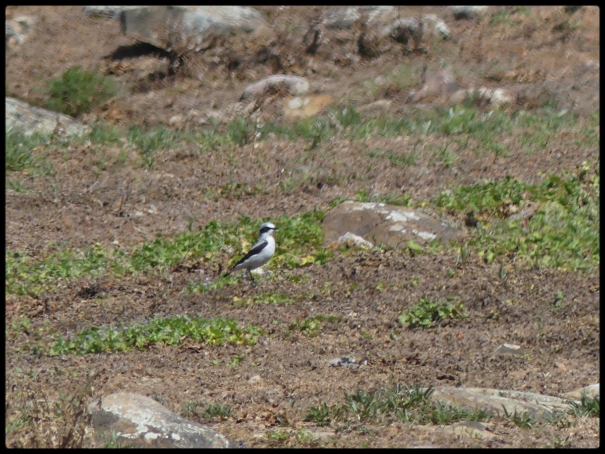 Northern Wheatear - Tino Fernandez