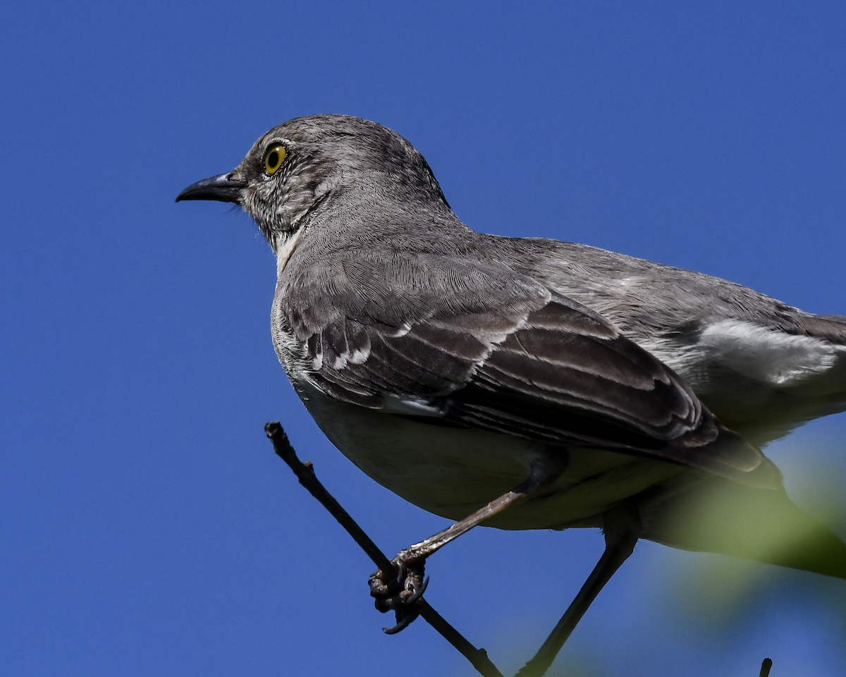 Northern Mockingbird - ML617828053