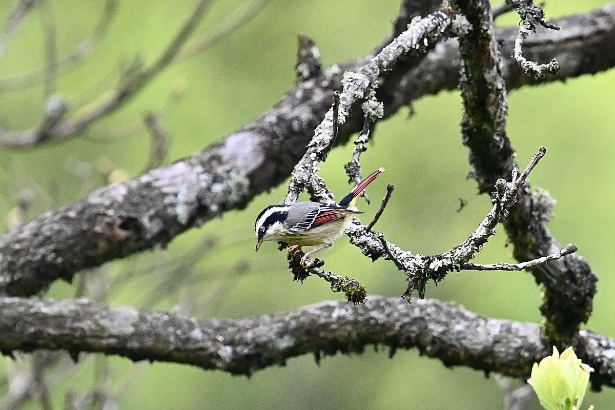 Red-tailed Minla - Dong Qiu