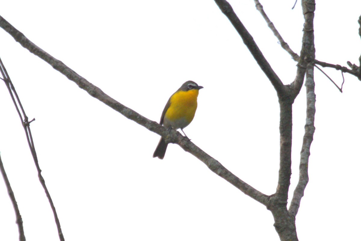 Yellow-breasted Chat - ML617828085