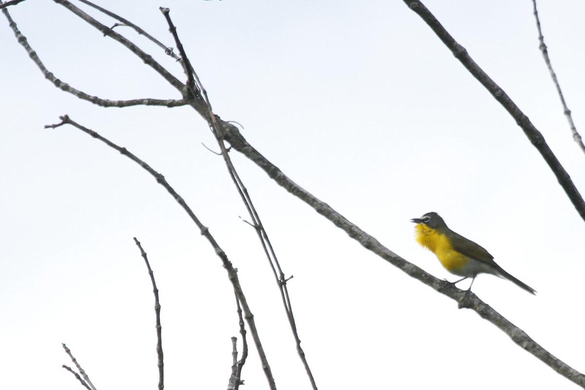 Yellow-breasted Chat - ML617828086
