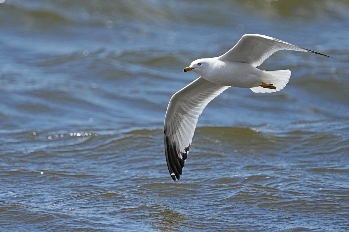 Ring-billed Gull - ML617828117