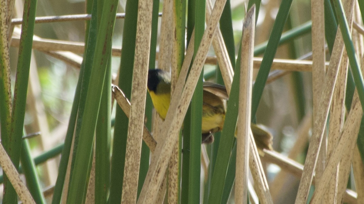 Black-polled Yellowthroat - ML617828120