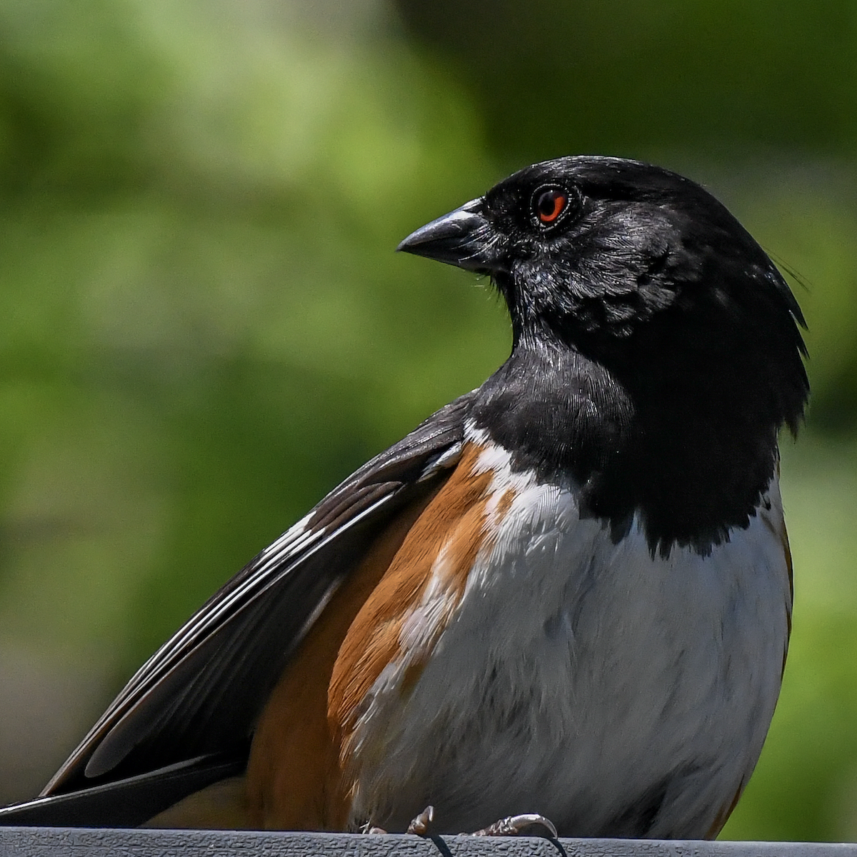 Eastern Towhee - ML617828143