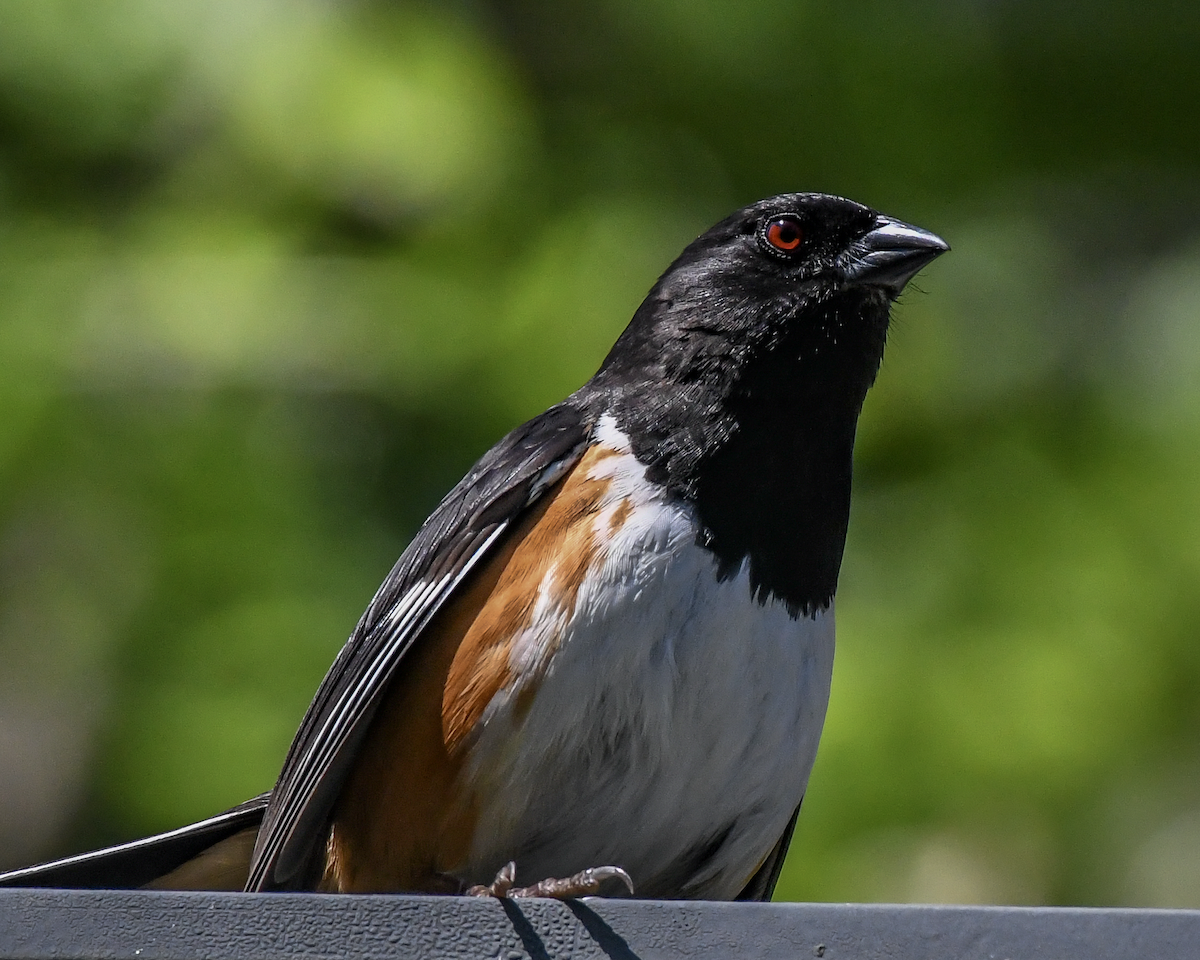 Eastern Towhee - ML617828144