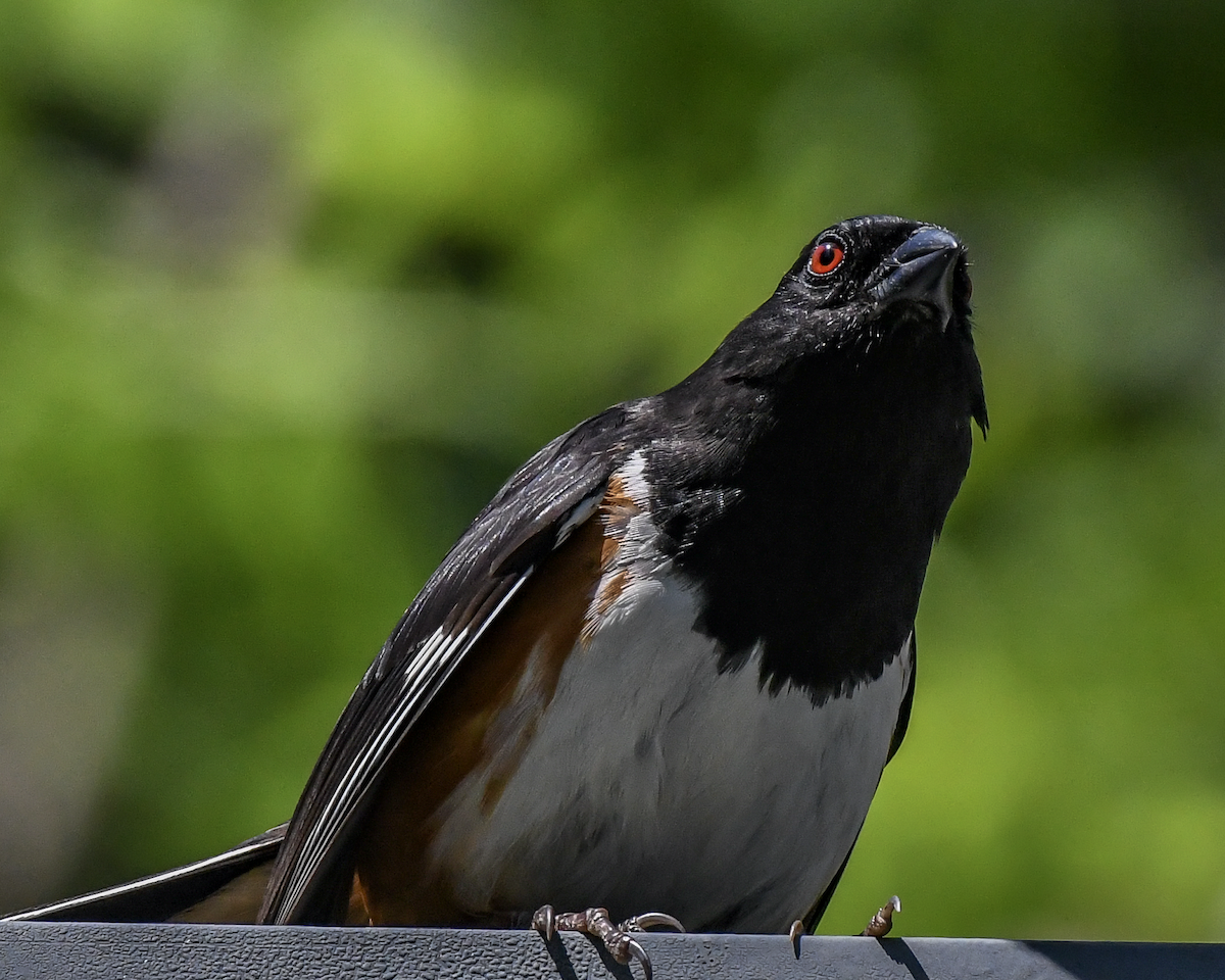 Eastern Towhee - ML617828145