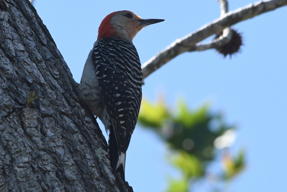 Red-bellied Woodpecker - ML617828152