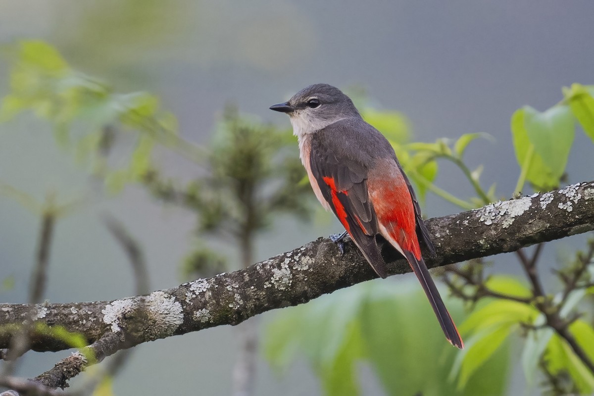 Rosy Minivet - Ngoc Sam Thuong Dang