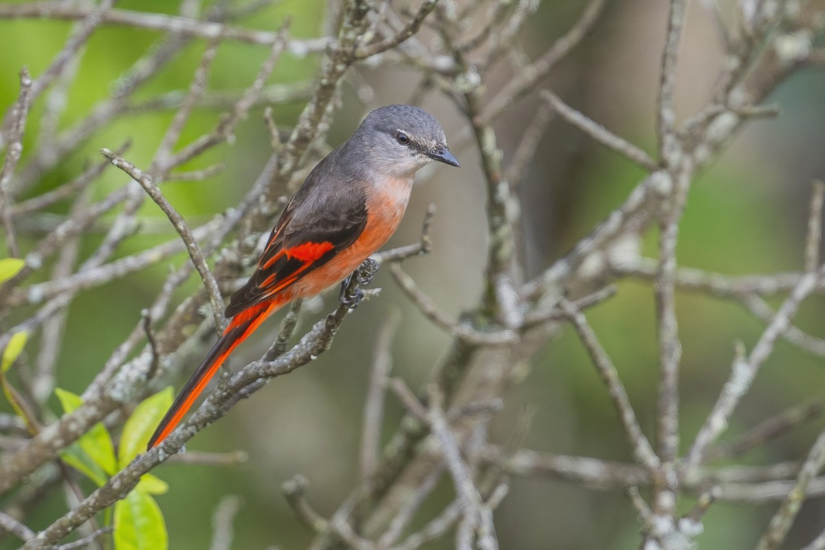 Rosy Minivet - Ngoc Sam Thuong Dang