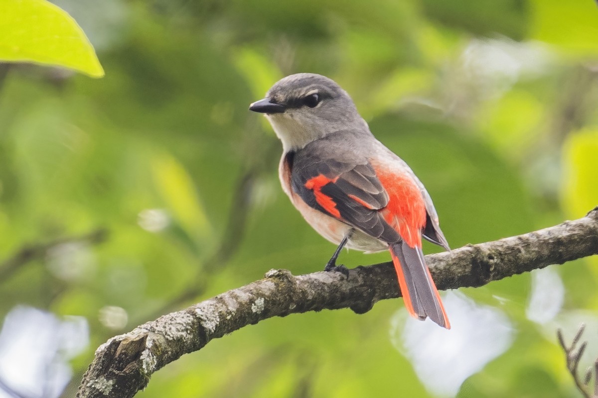 Rosy Minivet - Ngoc Sam Thuong Dang