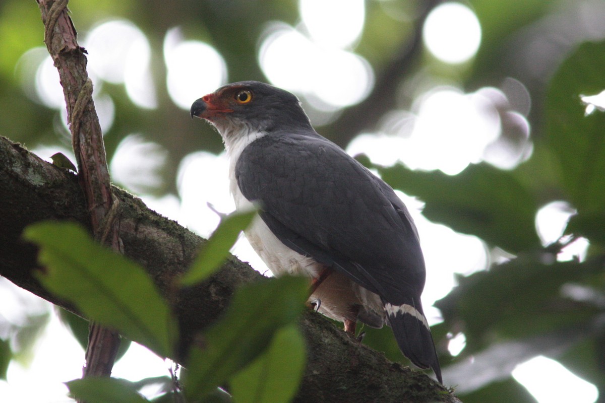 Semiplumbeous Hawk - ML617828171