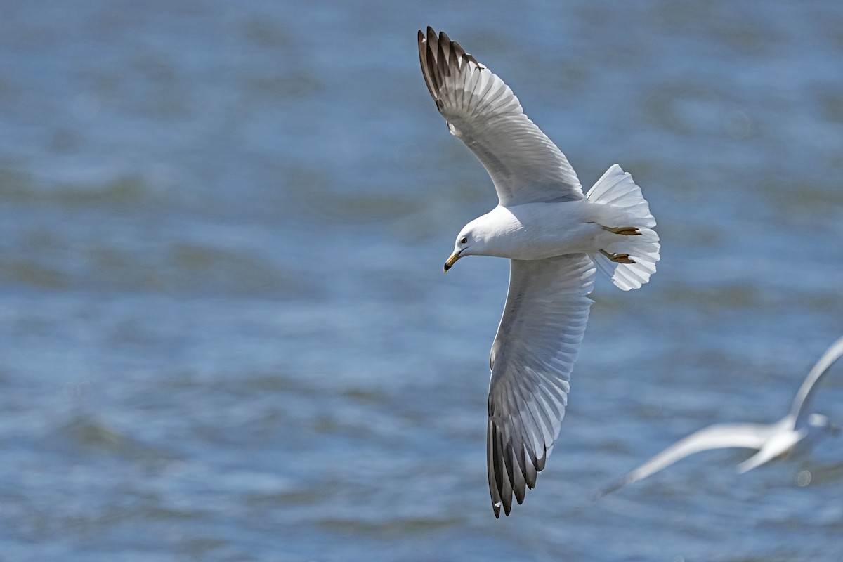 Ring-billed Gull - ML617828192