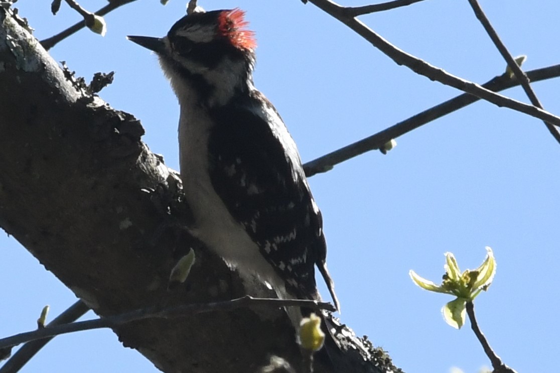 Downy Woodpecker - ML617828227
